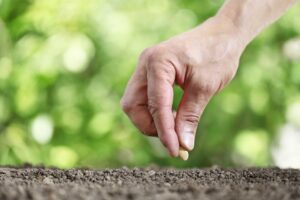 root stimulator for plants